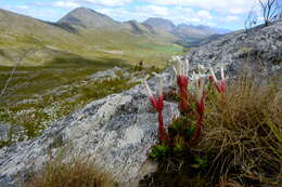 Image of Crassula obtusa Haw.