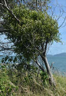 Image of Northern mistletoe