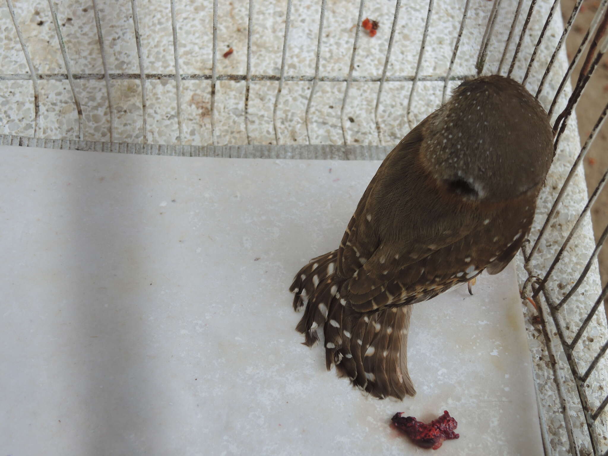 Image of Colima Pygmy Owl