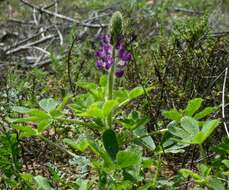 Plancia ëd Lupinus hirsutissimus Benth.