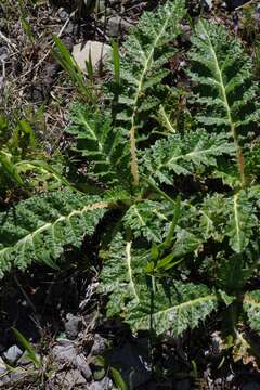 Platycarpha resmi