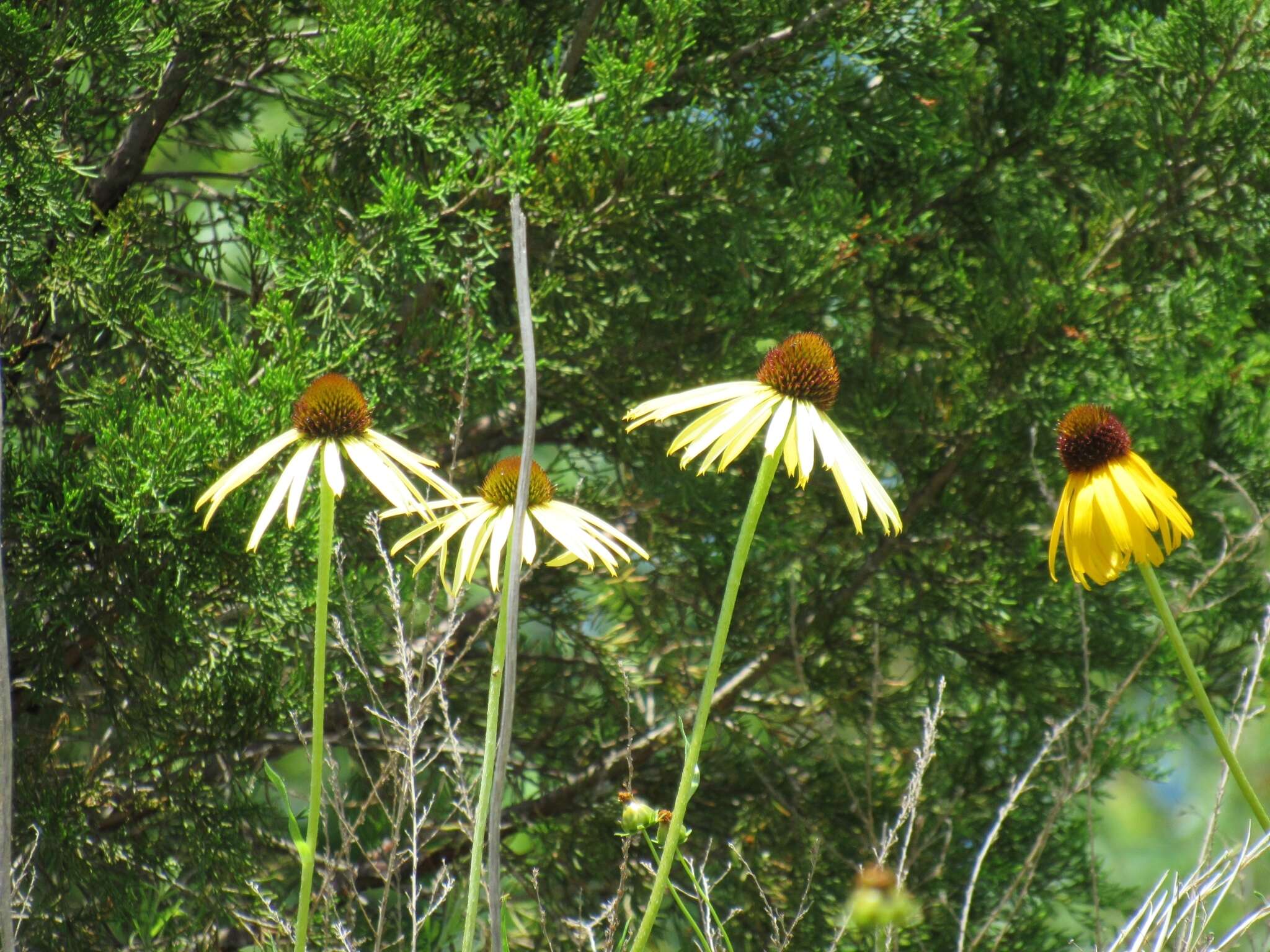 Image of Bush's purple coneflower