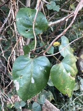 Image of Tinospora caffra (Miers) Troupin