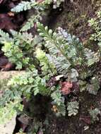 Image of Asplenium sarelii subsp. pekinense (Hance) Fraser-Jenk., Pangtey & Khullar