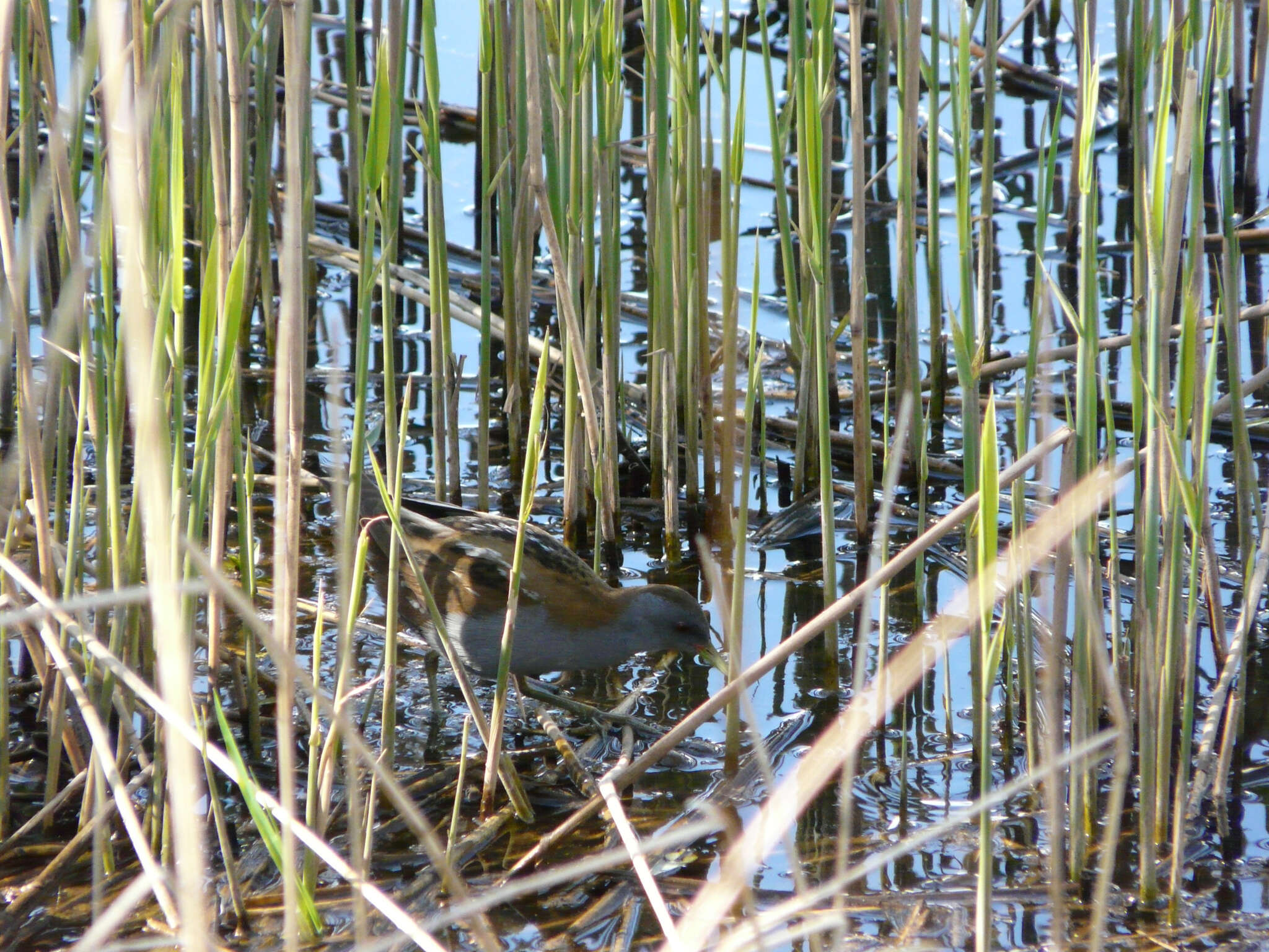 Image of Little Crake