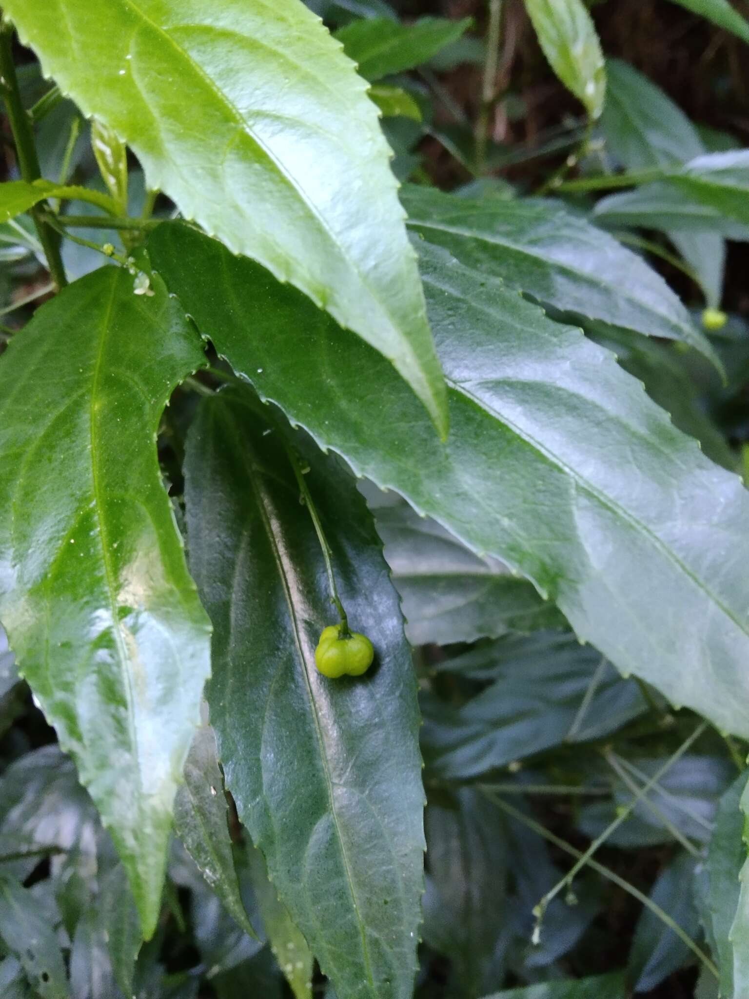 Image de Micrococca capensis (Baill.) Prain