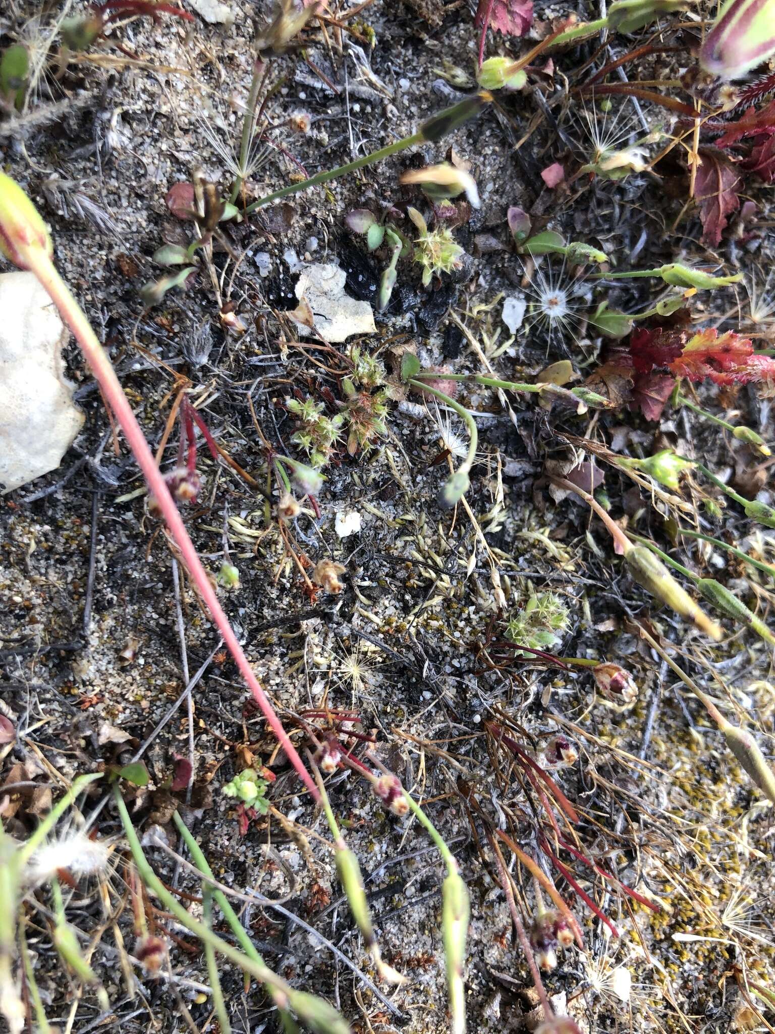 Image of Chorizanthe minutiflora R. Morgan, Styer & Reveal