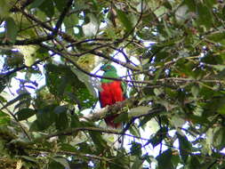 Image of Crested Quetzal