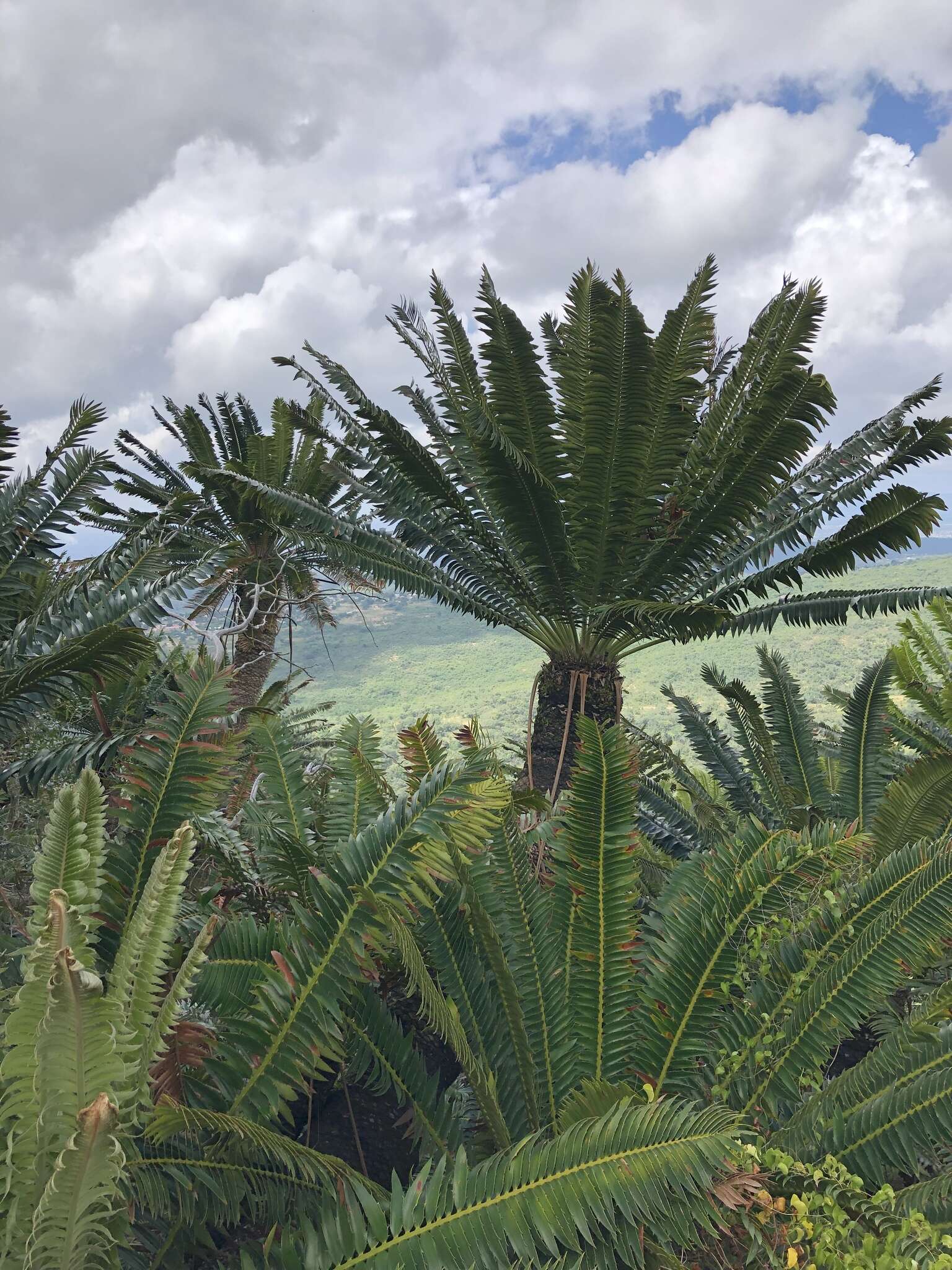 Image of Modjadji Cycad