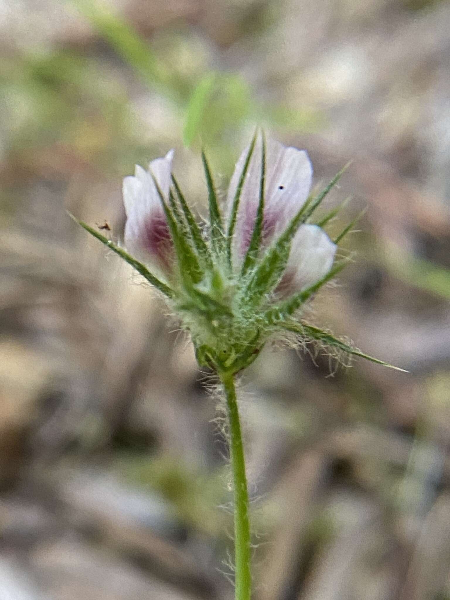 Image of Monterey clover