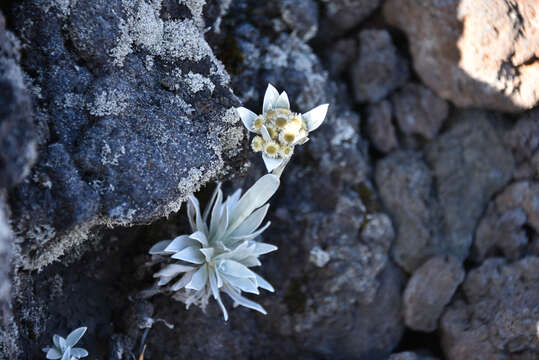 Image of Helichrysum arnicoides (Lam.) Cordem.