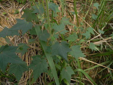 Hibiscus physaloides Guill. & Perr.的圖片