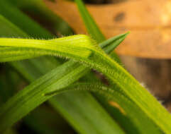 Image of pubescent sedge