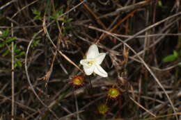 صورة Drosera huegelii Endl.