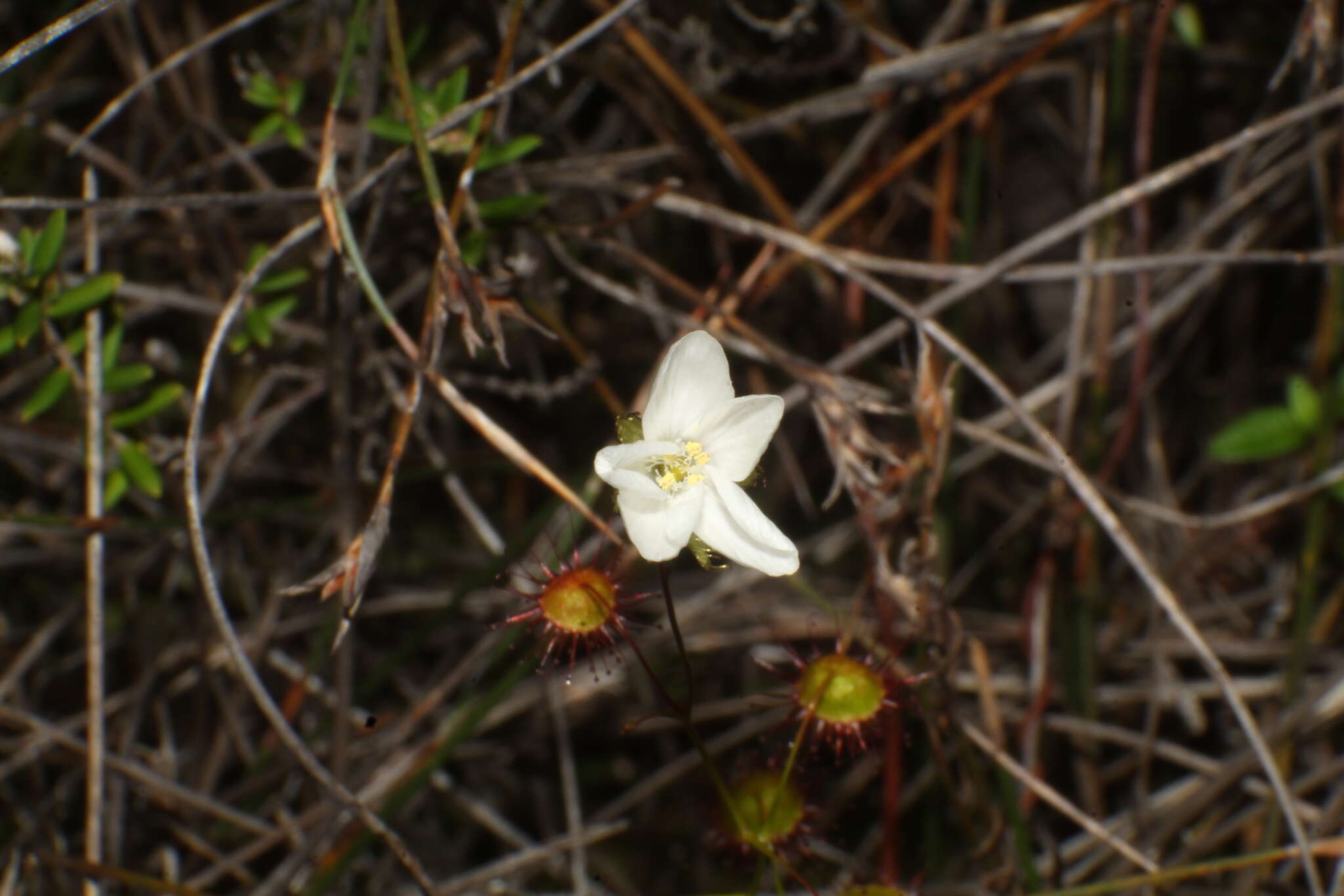 Imagem de Drosera huegelii Endl.