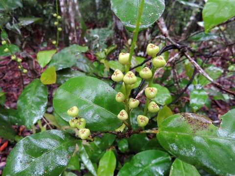 Image of Croton triacros F. Muell.