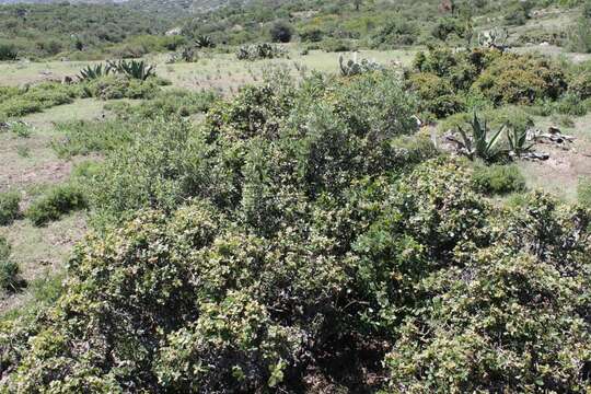 Image of Quercus tinkhamii C. H. Mull.