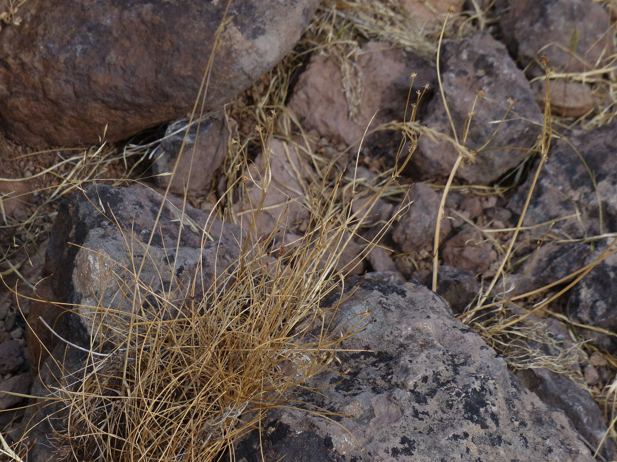 Image of Bolander's Spike-Rush