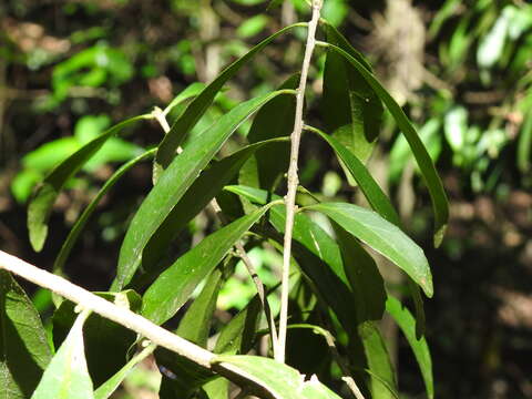 Image of Symplocos harroldii L. W. Jessup