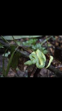 Image of Emerald Tree Boa