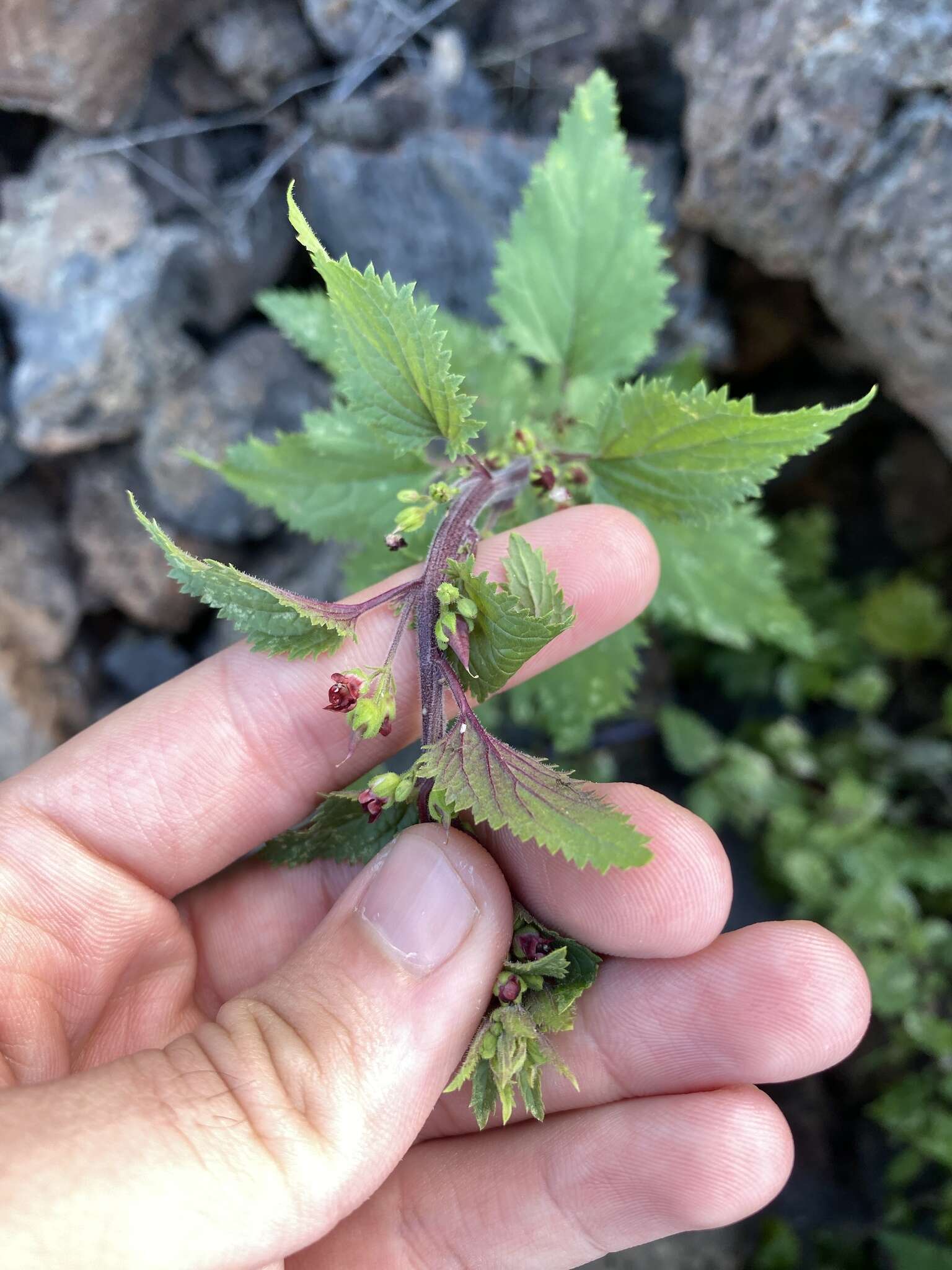 Image de Scrophularia arguta Sol.