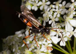 Image of Ichneumon sarcitorius Linnaeus 1758