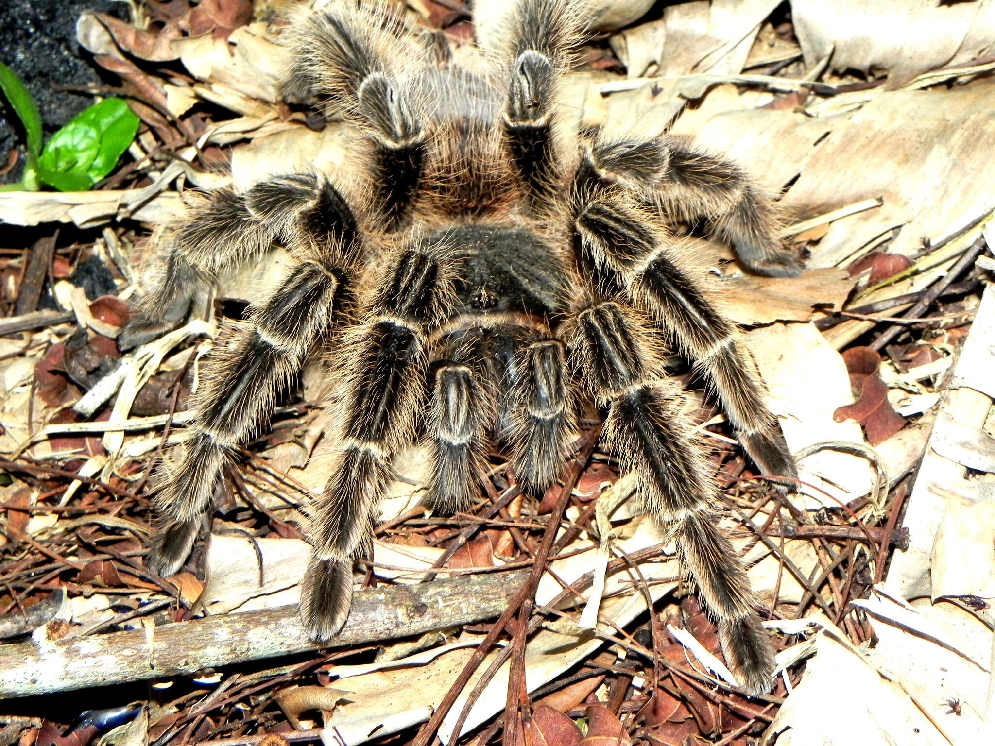 Image of Lasiodora subcanens Mello-Leitão 1921