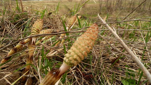 Image of Shady Horsetail