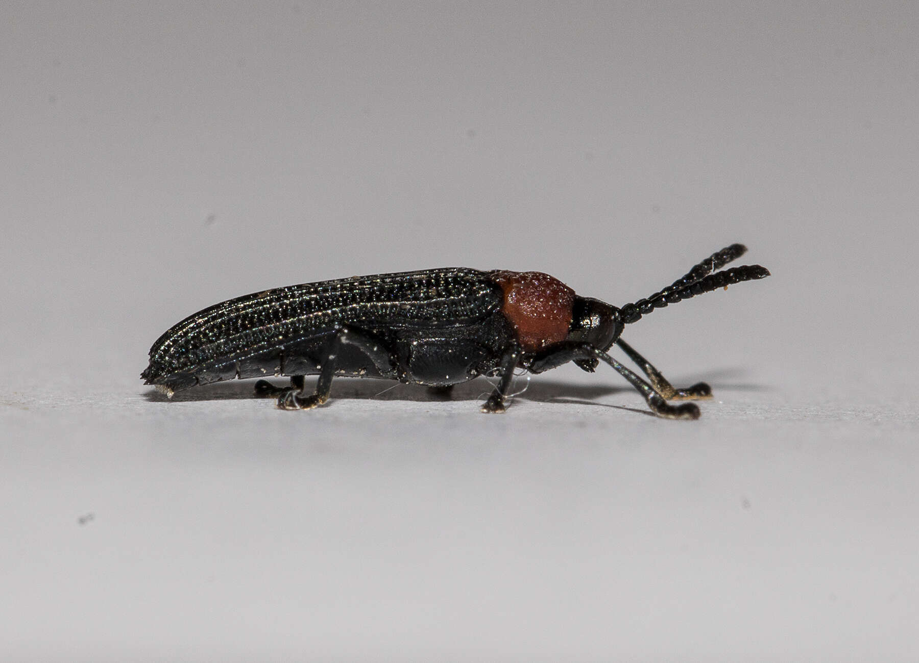 Plancia ëd Chalepus sanguinicollis (Linnaeus 1771)