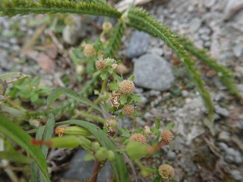 Image of Spreading-Sneezeweed