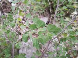 Plancia ëd Bauhinia macranthera Hemsl.