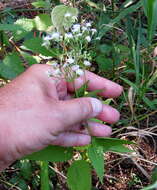 Image of white snakeroot