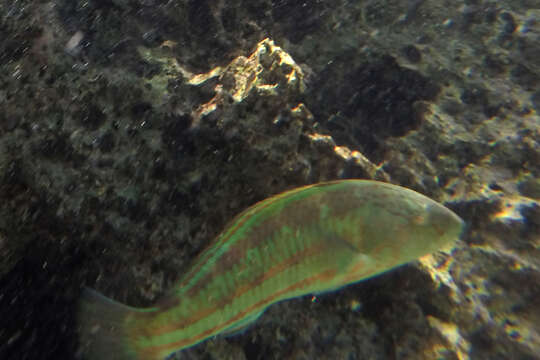 Image of Parrotfish