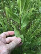 Слика од Solidago rigida subsp. glabrata (Braun) S. B. Heard & J. C. Semple