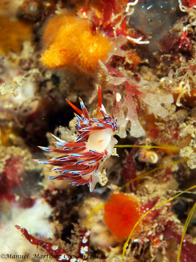 Image of Cratena Slug