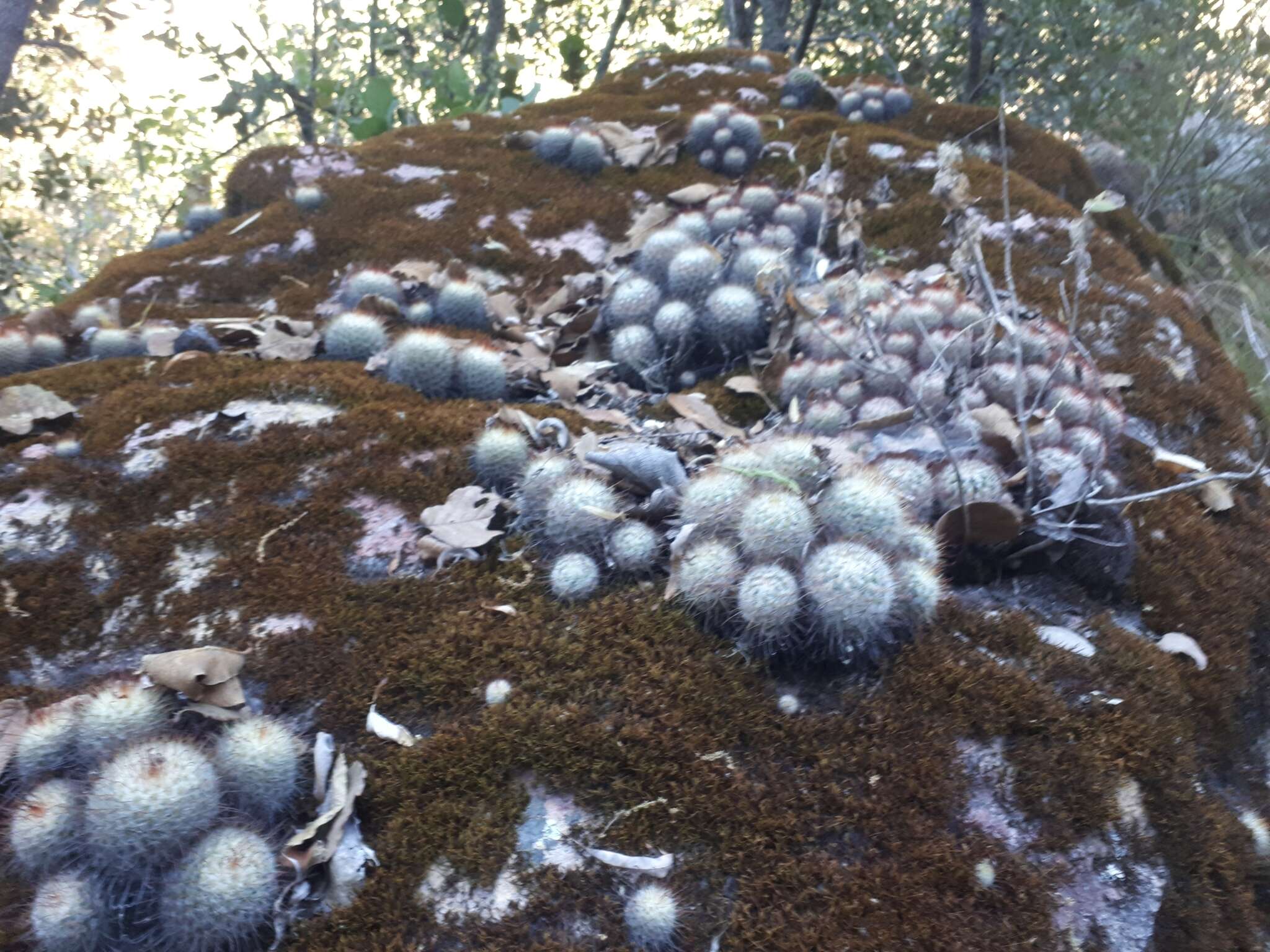 Image of Mammillaria bombycina Quehl