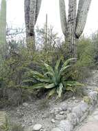 Image of Agave marmorata Roezl