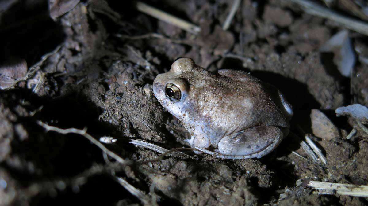 Image of Marbled Sand Frog