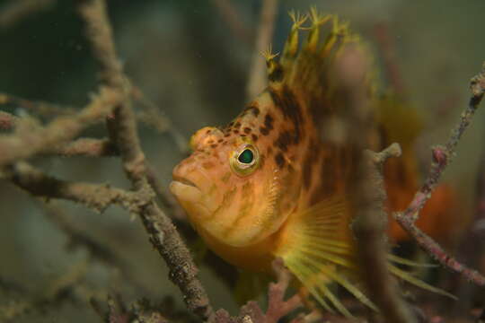 Image of Golden curlyfin