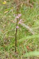 Imagem de Dipodium roseum D. L. Jones & M. A. Clem.