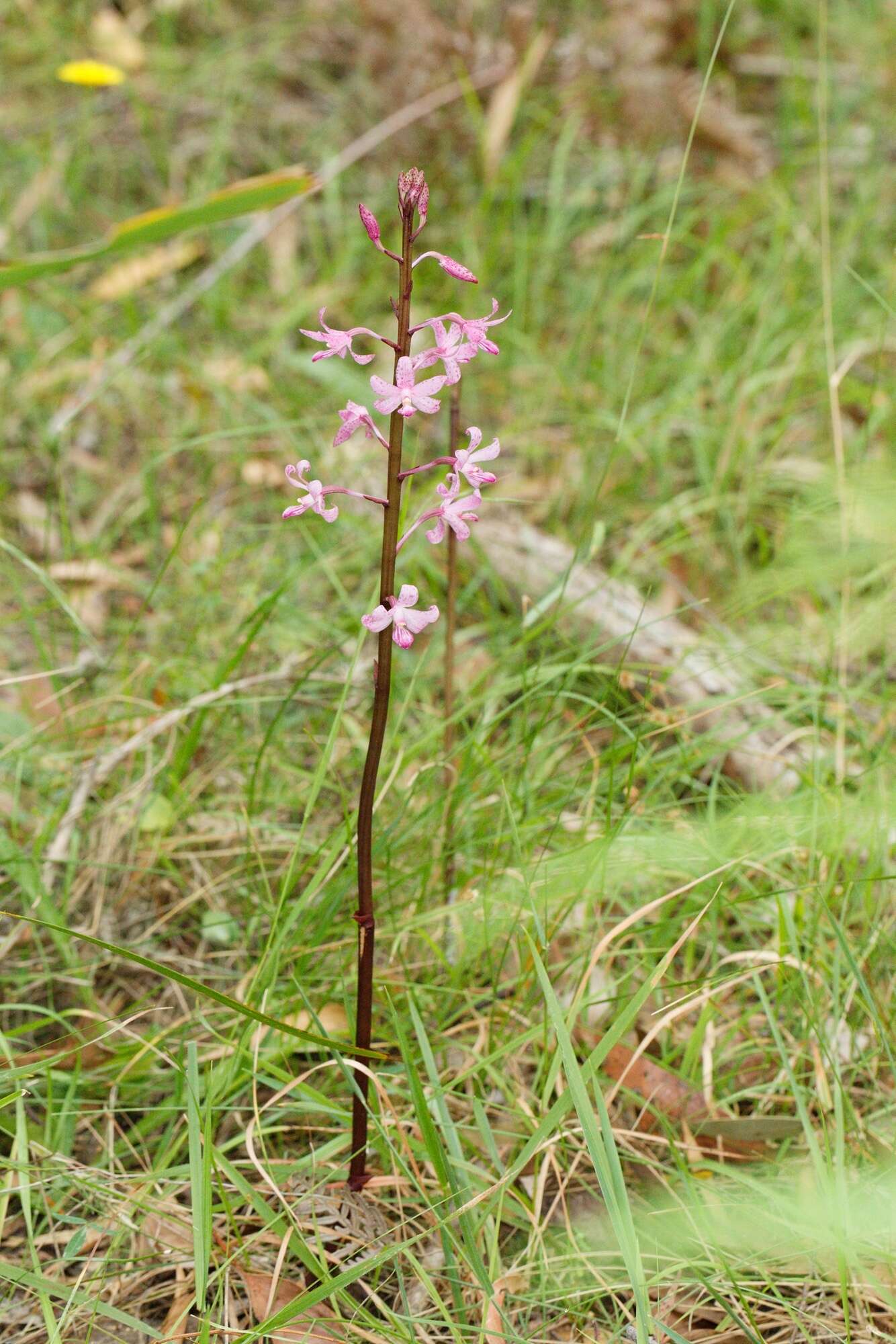 Plancia ëd Dipodium roseum D. L. Jones & M. A. Clem.