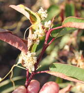 Image of Cuscuta ceanothii Behr