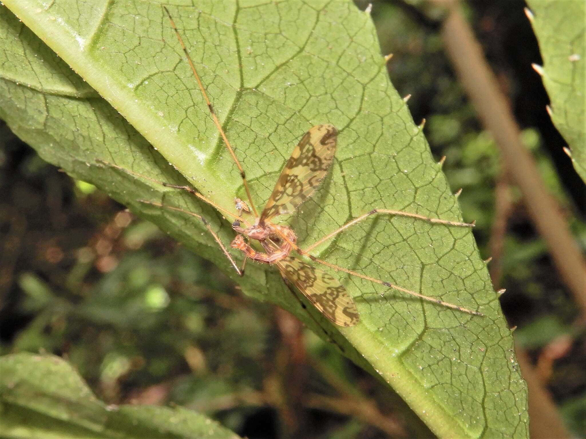 Слика од Mischoderus annuliferus