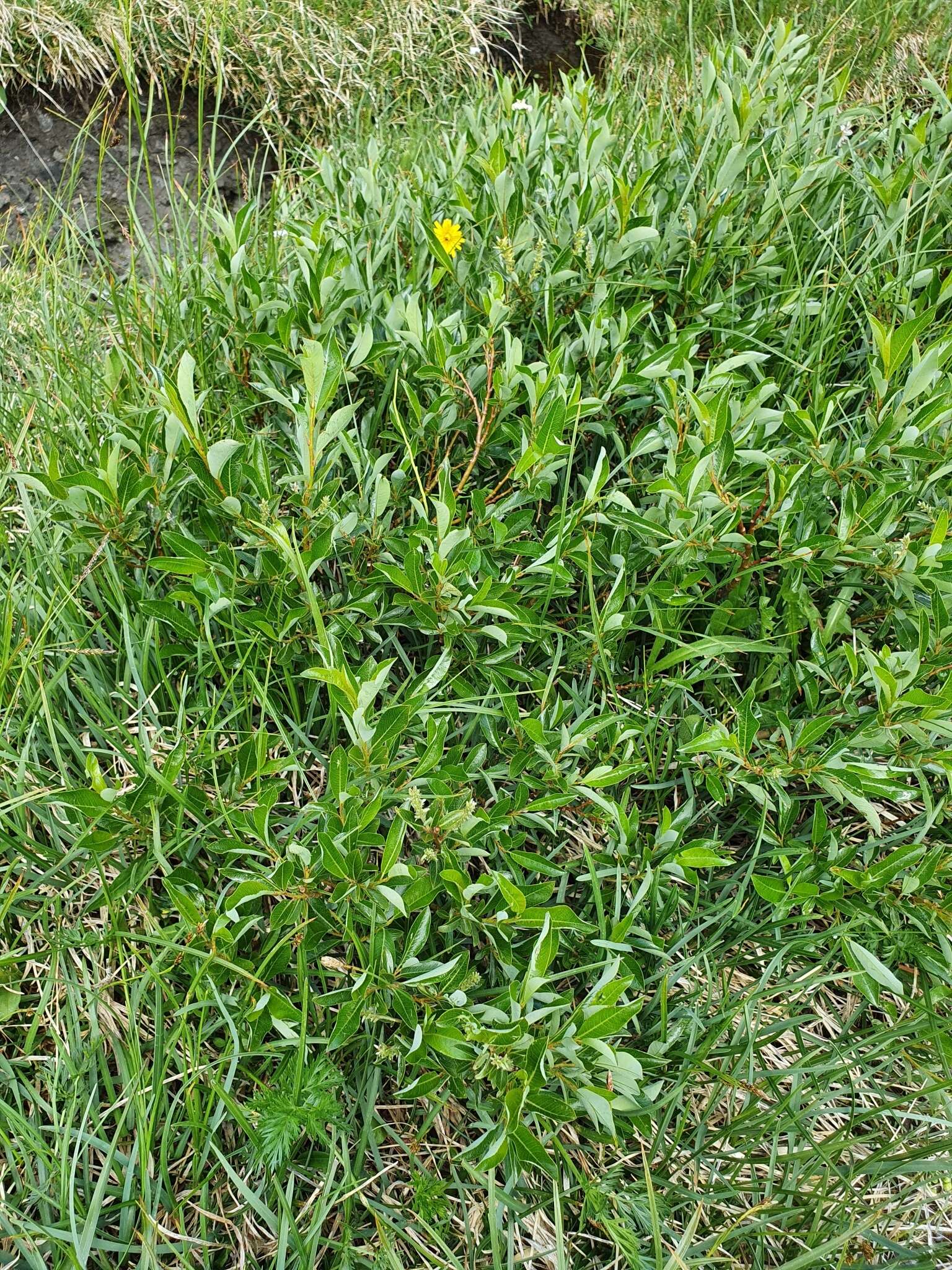 Image of Salix waldsteiniana Willd.