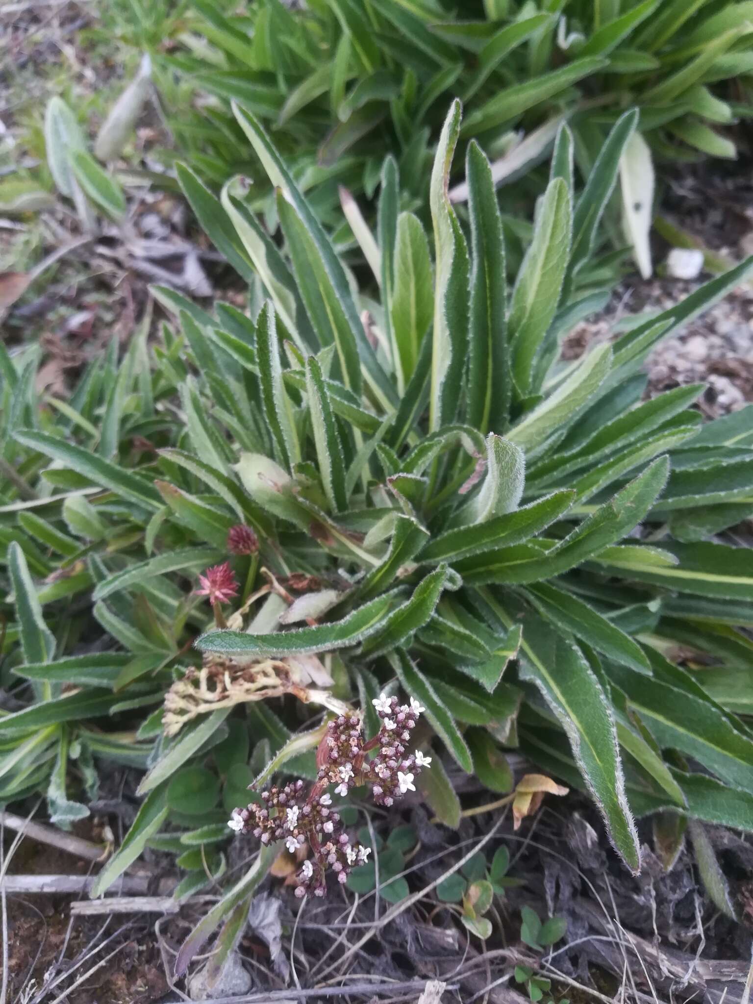 Image de Valeriana prionophylla Standl.