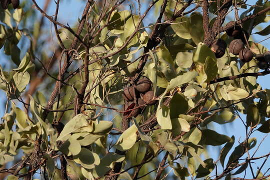 Image of Grevillea glauca Banks & Sol. ex Knight