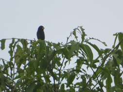 Image of Nicaraguan Seed Finch