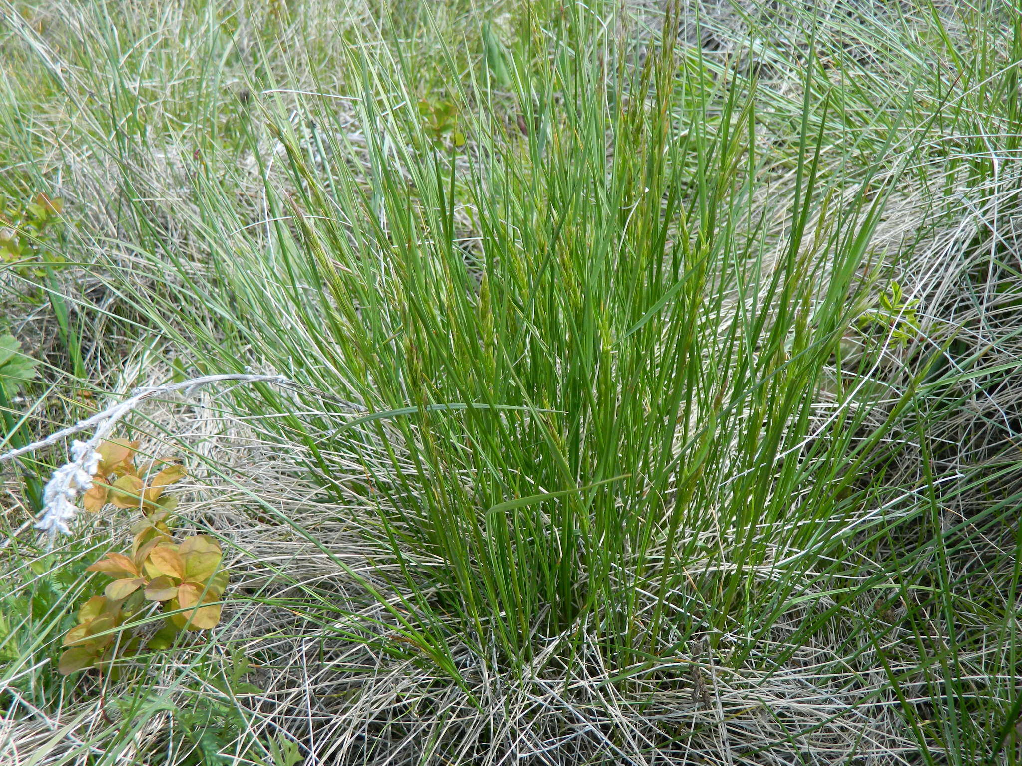 Plancia ëd Festuca campestris Rydb.