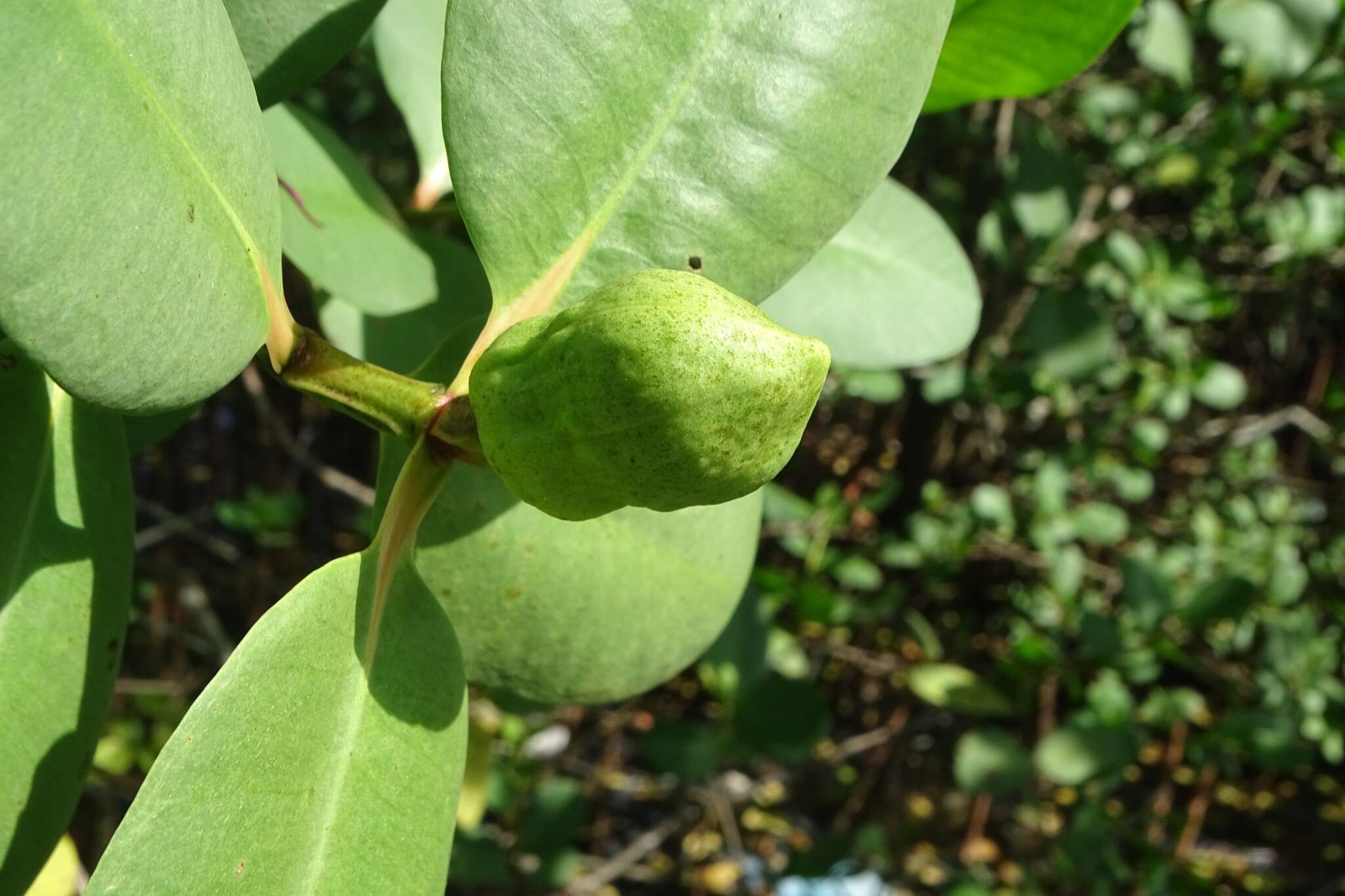 Image of Sonneratia caseolaris (L.) A. Engl.