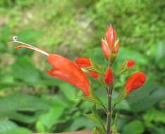 Image of Salvia alborosea Epling & Játiva